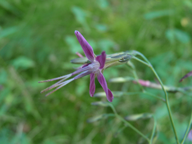 Capitule penché formé de 5 fleurs pourpres. Agrandir dans une nouvelle fenêtre (ou onglet)